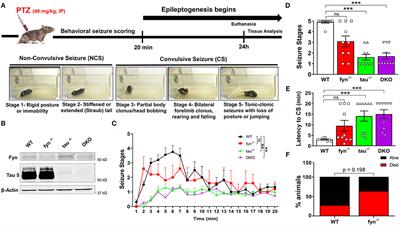 Fyn-tau Ablation Modifies PTZ-Induced Seizures and Post-seizure Hallmarks of Early Epileptogenesis